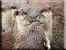 Otter
