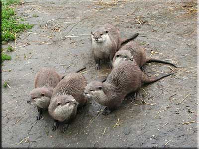 Otter