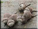 Otter