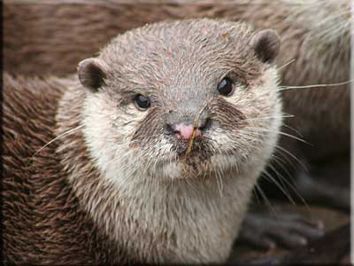 Otter