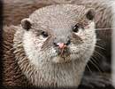Otter