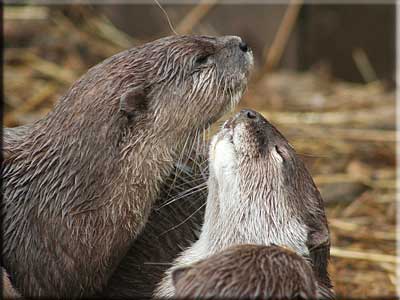 Otter