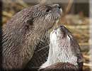 Otter