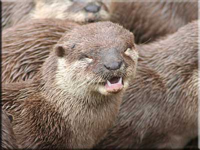 Otter