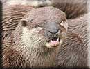 Otter