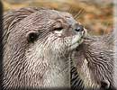 Otter