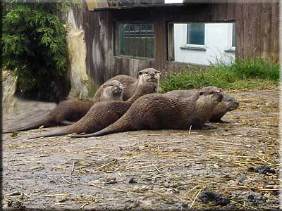 Otter