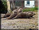 Otter