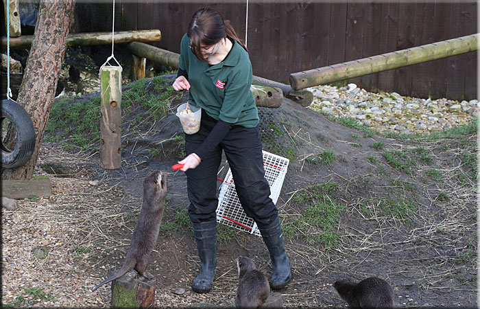 Otter