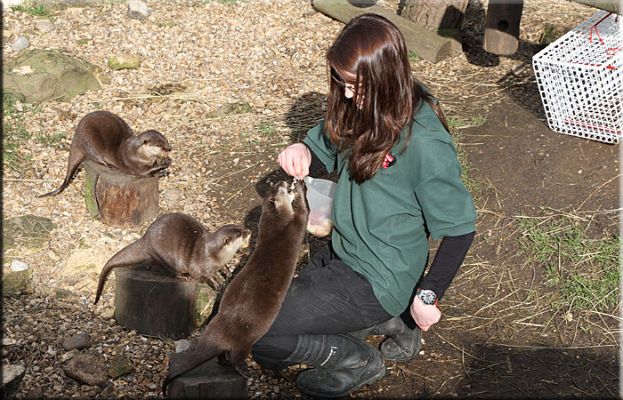 Otter