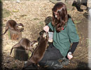 Otter