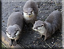 Otter