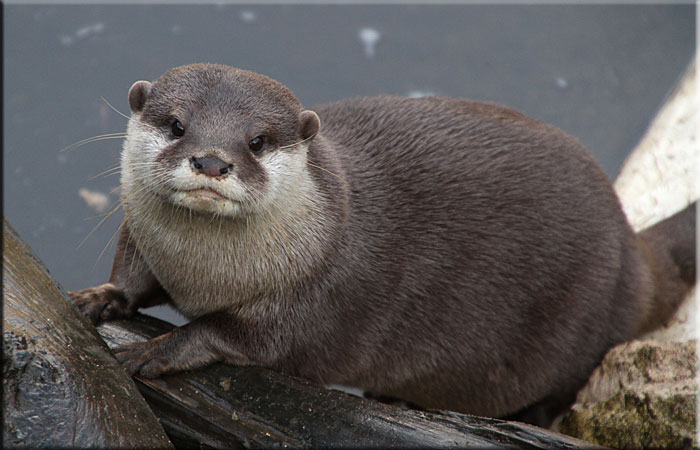 Otter
