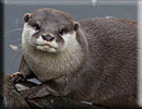 Otter