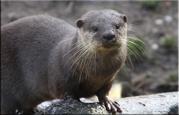 Otter
