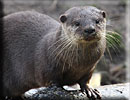Otter