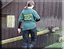 Otter