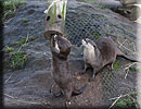 Otter