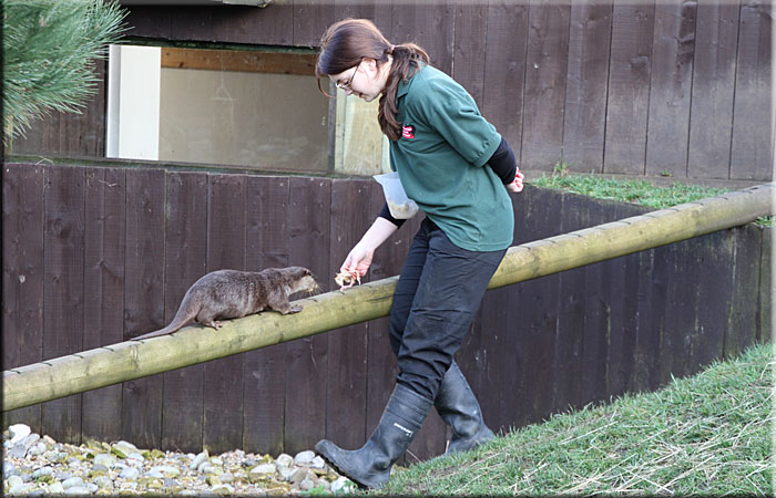 Otter