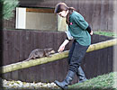 Otter