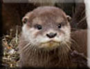 Otter trying to juggles a pebble