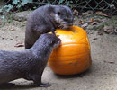 Otterly Spooky Week