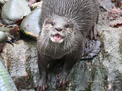 Otter
