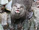 Otter