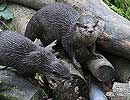 Bamboo and Thai, Otters