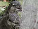 Bamboo and Thai, Otters