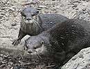 Bamboo and Thai, Otters
