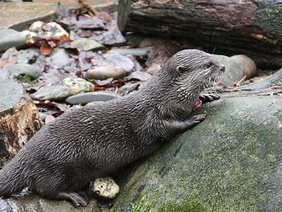 Otter