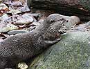 Otter