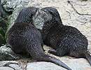 Bamboo and Thai, Otters