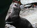 Otter