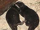 Bamboo and Thai asleep in their holt