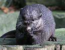 Otter