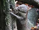 Otter