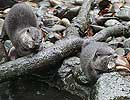 Bamboo and Thai, Otters