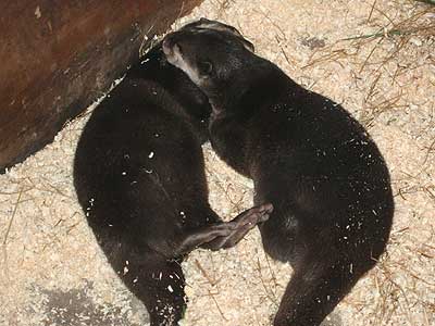 Bamboo and Thai asleep in their holt