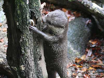 Our Otter trying to find food!