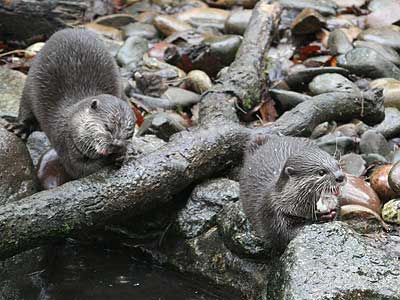 Bamboo and Thai our Otters