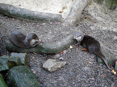 Thai and Bamboo, our Otters