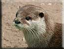 Otters and Seals