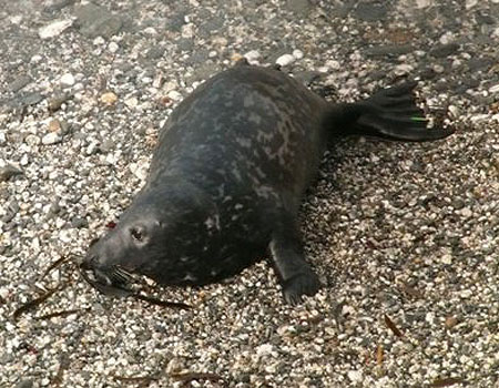 Pacific - Photo copyright of Sue Sayer (www.cornwallsealgroup.co.uk)