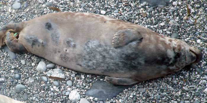 Pacific - Photo copyright of Sue Sayer (www.cornwallsealgroup.co.uk)