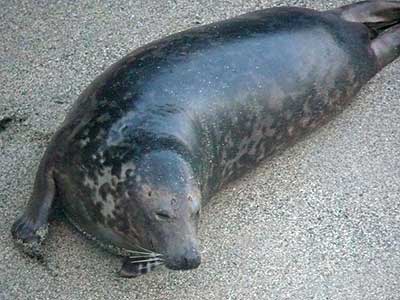 Pacific - Photo copyright of Sue Sayer (www.cornwallsealgroup.co.uk)