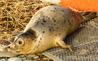 Photo of Paloma