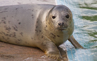 Photo of Paloma
