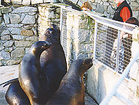 Patagonian sea lions